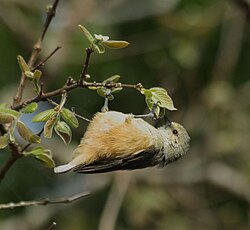 African penduline-tit (Anthoscopus caroli) hanging from the end of a branch and gleaning