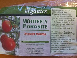 Encarsia formosa, an endoparasitic aphelinid wasp, bred commercially to control whitefly in greenhouses