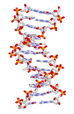DNA structure. Bases are in the centre, surrounded by phosphate–sugar chains in a double helix.