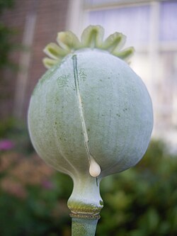 The seed-heads of Papaver somniferum are slit to release the latex, which contains various alkaloids.