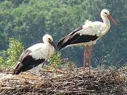 The white stork is the national bird of Lithuania, which has the highest-density stork population in Europe.[108][109]