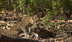 A pair of leopards in Rajaji National Park