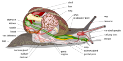 The anatomy of a common air-breathing land snail: much of this anatomy does not apply to gastropods in other clades or groups.