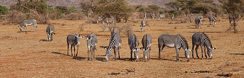 Grevy's zebras grazing