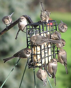 In the non-breeding season American bushtit pairs join into large flocks
