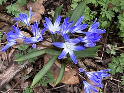 Spring Scilla flowers in Kildeskoven, Greater Copenhagen, Denmark