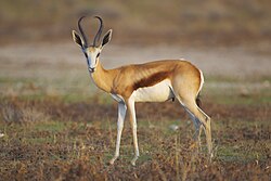 The national animal of South Africa is the springbok.
