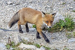 V. v. crucigera (European fox), Slovakia