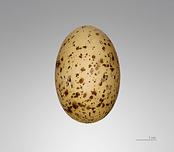 Egg