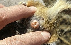 Genital area of a female squirrel