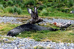 Two brown skuas (S. antarcticus) and a southern giant petrel (Macronectes giganteus) fighting over a dead Antarctic fur seal