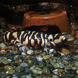 In captivity