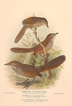 Western, eastern and rufous bristlebirds