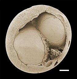 An Ediacaran embryo-like fossil