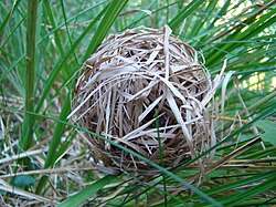 The harvest mouse's nest