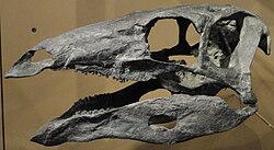 S. stenops skull cast, Natural History Museum of Utah