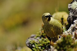 A male Gough Bunting on the island