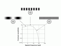 The graph demonstrates the relationship between contrast sensitivity and spatial frequency. The target-like images are representative of center-surround organization of neurons, with peripheral inhibition at low, intermediate and high spatial frequencies. Used with permission from Brian Wandell, PhD.