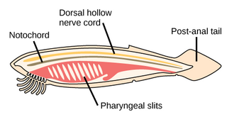 In chordates, the four above labelled common features appear at some point during development.[291]