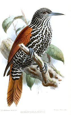 Berlepschia rikeri Keulemans 1889