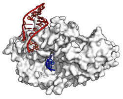 The Ro autoantigen protein (white) binds the end of a double-stranded Y RNA (red) and a single stranded RNA (blue). (PDB: 1YVP ).[40]