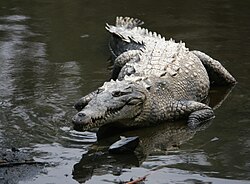 American crocodile, a vulnerable species found in Florida