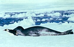 Emperor penguin attacked by a leopard seal