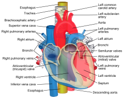 Course of the aorta in the thorax (anterior view), starting posterior to the main pulmonary artery, then anterior to the right pulmonary arteries, the trachea and the esophagus, then turning posteriorly to course dorsally to these structures.