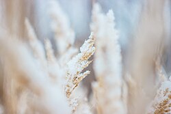 Snow covered wheat, wheat has been bred to have a wider range of climactic tolerances by globalization.