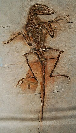 Fossil cast of a Sinornithosaurus millenii