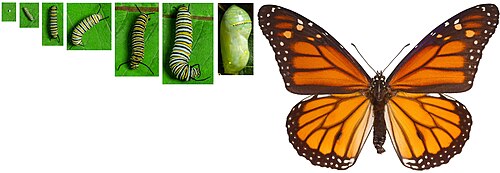 Life-cycle of butterfly, undergoing complete metamorphosis from egg through caterpillar larvae to pupa and adult