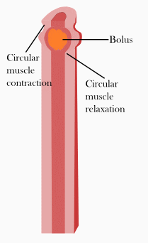 A simplified image showing peristalsis