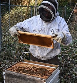 A beekeeper inspecting a hive frame from a Langstroth hive. The modular design allows for easier management and honey harvesting.