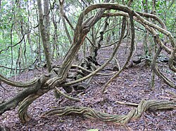 Lianas in Udawattakele, Sri Lanka