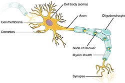 Structure of a neuron