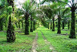 Palm oil plantation in Kampar Regency, Riau. Indonesia is the world's largest producer of palm oil.[217]