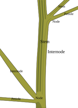 Parts of plant stem