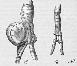 Large bulla in a male (left) and smaller bulla structure in a female (right).