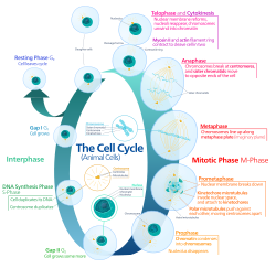 The cell cycle