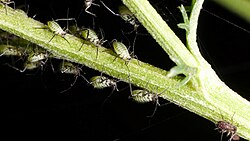 Aphids on plant host