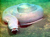 Hagfish, an unusual vertebrate that lacks a vertebral column