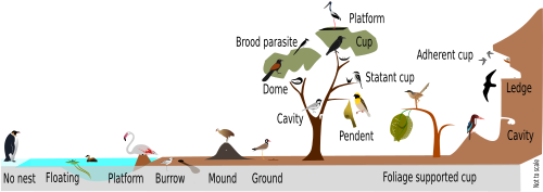 An overview of the diversity in nest placement and construction