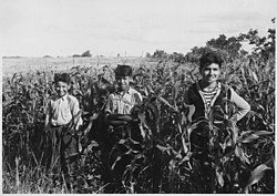 Children standing in a cornfield on the reservation in 1938