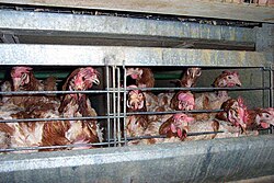 Chickens in multiple-occupancy battery cages