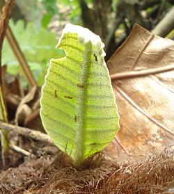 Ants on extrafloral nectaries in the lower surface of a young Drynaria quercifolia frond