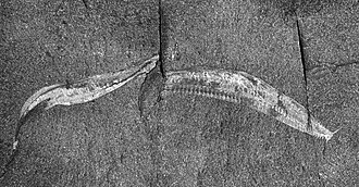 Fossil of Pikaia gracilens (Syntype USNM PAL 57628)