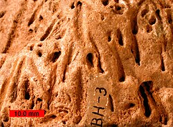 Skolithos trace fossil. Scale bar is 10 mm.