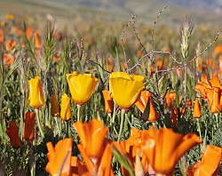 Wild California Poppies with a naturally occurring yellow phenotype surrounded by orange phenotypes.