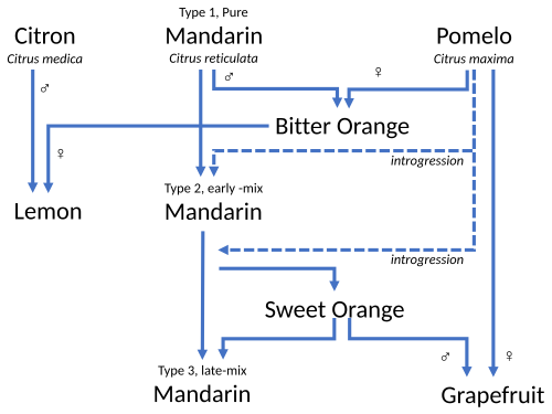 The lemon is a hybrid of the citron and the bitter orange.[6]