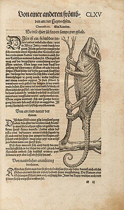 Chameleon in a German translation of Gessner's book (1563)